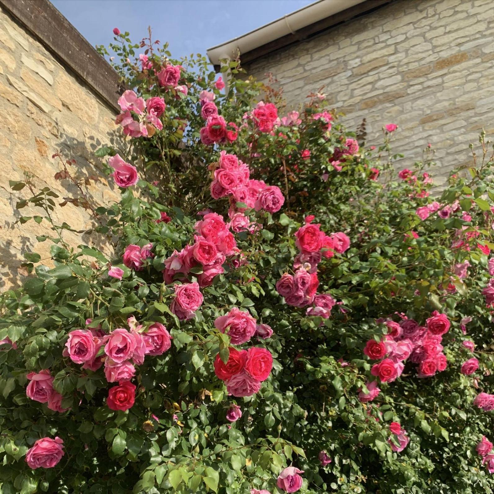 La Cour Des Delices Bed & Breakfast Gigny  Dış mekan fotoğraf
